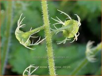 Mitella stylosa var. 'Makinoi'