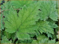 Mitella stylosa var. 'Makinoi'