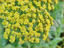 Achillea &#39;Sassy Summer Lemon&#39;