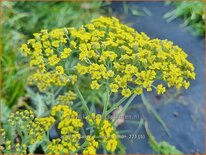 Achillea &#39;Sassy Summer Lemon&#39;