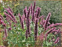 Agastache 'Beelicious Pink'