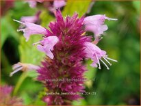 Agastache 'Beelicious Pink'