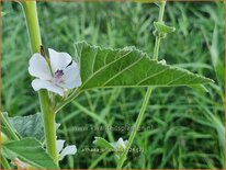 Althaea officinalis