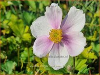 Anemone hybrida 'Regal Swan'