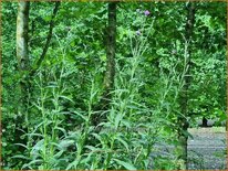 Cirsium canum