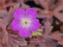 Geranium maculatum 'Stormy Night'