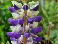 Lupinus &#39;Cierra&#39; (pot 11 cm)