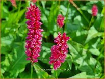 Persicaria amplexicaulis