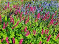 Persicaria amplexicaulis