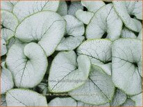Brunnera macrophylla 'Alexandria'