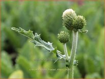 Cirsium rivulare &#39;Frosted Magic&#39;