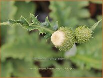 Cirsium rivulare &#39;Frosted Magic&#39;