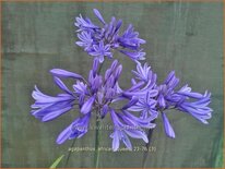 Agapanthus 'African Queen'
