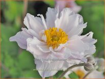 Anemone 'Frilly Knickers'