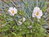 Anemone 'Frilly Knickers'