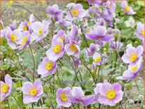 Anemone hybrida 'Regal Swan'