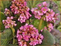 Bergenia 'Dark Margin'