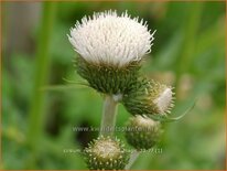 Cirsium rivulare &#39;Frosted Magic&#39;