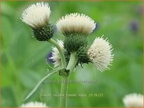 Cirsium rivulare &#39;Frosted Magic&#39;