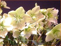 Helleborus nigercors 'Emma' (pot 11 cm)