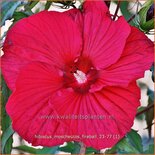 Hibiscus moscheutos 'Fireball' (pot 11 cm)