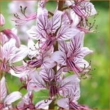 Dictamnus albus (pot 11 cm)