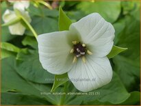 Trillium sulcatum f. alba (pot 11 cm)