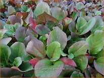 Bergenia 'Wintergloed'