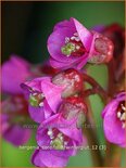 Bergenia 'Wintergloed'