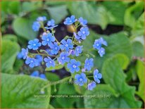 Brunnera macrophylla 'Caucasian Carpet'