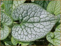 Brunnera macrophylla 'Mega Heart'