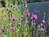Cirsium canum