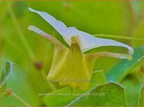 Epimedium versicolor 'Sulphureum'
