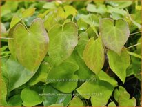 Epimedium versicolor 'Sulphureum'