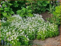 Galium odoratum