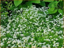 Galium odoratum