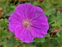 Geranium sanguineum 'Frivolius Purple'