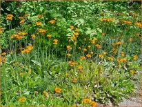Hieracium aurantiacum