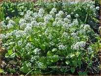 Pachyphragma macrophylla