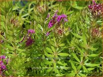 Phuopsis stylosa 'Purpurea'