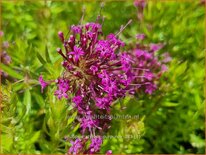 Phuopsis stylosa 'Purpurea'