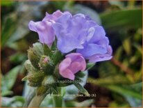 Pulmonaria 'Twinkle Toes'