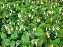 Symphytum grandiflorum