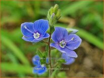 Veronica chamaedrys