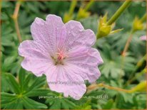 Geranium sanguineum 'Frivolius Pink'