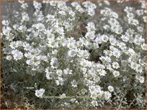 Cerastium tomentosum 'Silberteppich'
