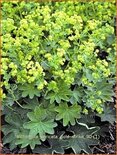 Alchemilla sericata 'Gold Strike'