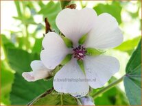 Althaea officinalis