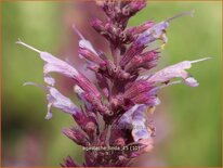 Agastache 'Linda'