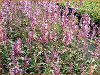 Agastache 'Linda'